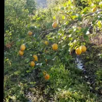 باغچه بادرختان بزرگ بار ده