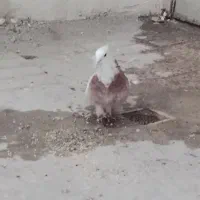 معاوضه با کفتر جفتگاه