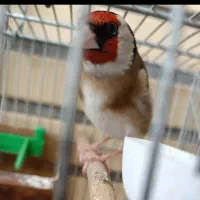 سهره نر