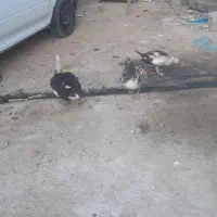 اردک