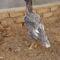 مرغ  لاری اصیل