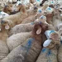 استاد قصاب ، قصابی گوسفند برای عید قربان
