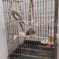 عروس هلندی باقفس