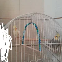 یعروس هنلدی جفت کار داده