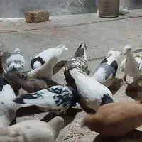 20 عدد کبوتر