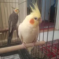 چهار عدد عروس هلندی نر و ماده سخنگو همراه با قفس