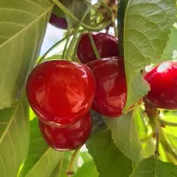 فروش گیلاس