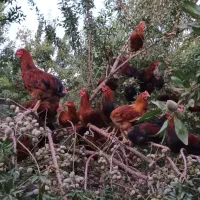 مرغ و خروس محلی اورگانیک دارویی