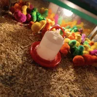 جوجه‌،رنگی‌،رسمی‌،اردک