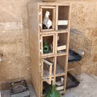 کبوتر کفتر