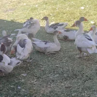 غاز معاوضه با گندم