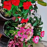 گل مرجان و گل سنگ و حنا