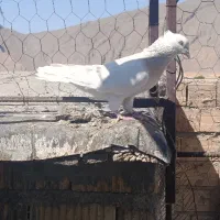 کبوترطوقی دم سفید