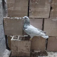 سار نر و ۱۰عدد جوجه ماده