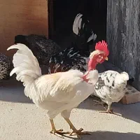 خروس گمشده
