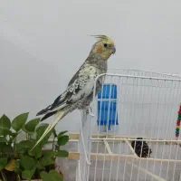 عروس هلندی