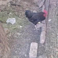 خروس سیاه