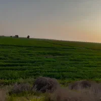 فروش زمین کشاورزی(زراعی)