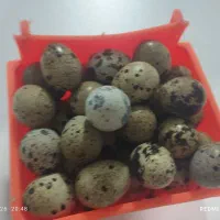 تخم بلدرچین