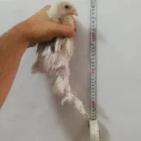 جوجه برهما 20 روزه نژاد سنگین
