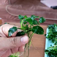 گیاه آنوبیاس