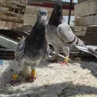 پرنده