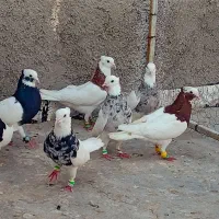 دس کفتری بهبونی طوقی شازده طوق سرخ سیاه