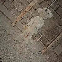 سگ .|سگ|مسجد سلیمان, |دیوار