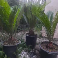 انواع گل و گیاه (سیکاس سطل ده)