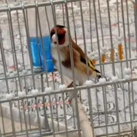 سهره نر بخون
