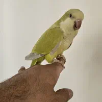 طوطی