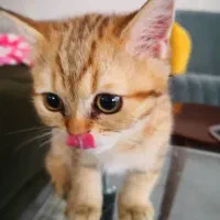 گربه بریتیش