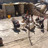 فروش بوقلمون یک ساله و پنج ماهه