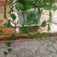گل‌اپار‌تمانی