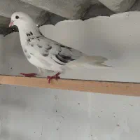فروش ۹ عدد کبوتر پرشی بصورت یکجا