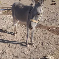 خرگله ای