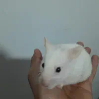 همستر معاوضه با ماهی
