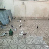 کفتر