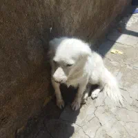 واگذاری سگ اشپیتز خانگی....