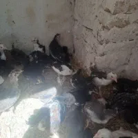 جوجه گلین ۲ماه نیم وسه ماه