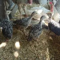 جوجه بوقلمون