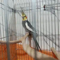 عروس هلندی نر