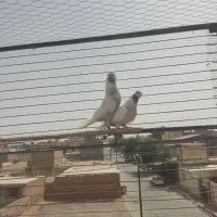 کبوتر پرشی ب شرط