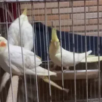 ۴عددجوجه عروس ۱۰ماهه