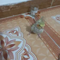 چهار پرنده با فروش میرود