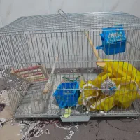 قفس قال عروس پلاستیکی