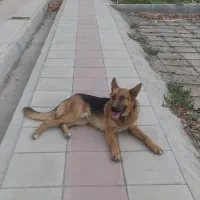 سگ ژرمن