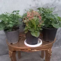 ۶عددگل طبیعی قیمت مناسب
