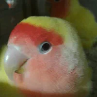 یک جفت برزیل یک جفت هلندی