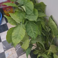 گل پنجه قاضی